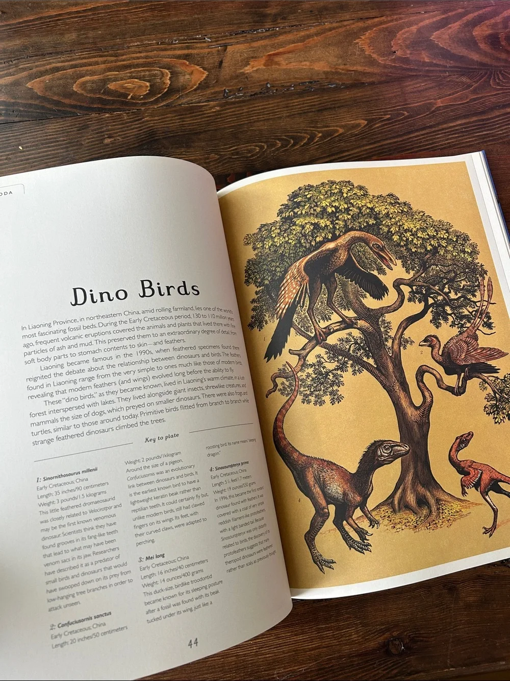 Dinosaurium Welcome to the museum dinosaur book Dino encyclopedia educational